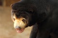 Asian Black Bear Royalty Free Stock Photo