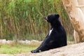 Asian Black Bear sit resting Royalty Free Stock Photo