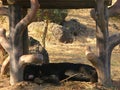 Asian Black Bear Sleeping under a Wooden Structure Royalty Free Stock Photo