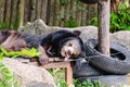 Asian black bear sleeping on the wooden bedding Royalty Free Stock Photo