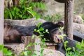 Asian black bear sleeping on the wooden bedding Royalty Free Stock Photo