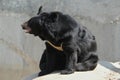 Asian black bear