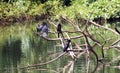 Asian black cormorants