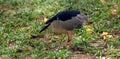 Asian black crowned night heron