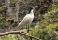 Asian black headed ibises