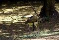 Asian Blackbuk Deer