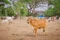 Asian bloodline cow in farm Royalty Free Stock Photo