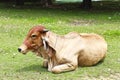 Asian bloodline cow Royalty Free Stock Photo