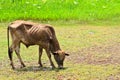 Asian bloodline cow in tropical field Royalty Free Stock Photo