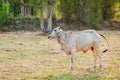 Asian bloodline cow in tropical field ,cow on meadow,cow cattle in the thailand Royalty Free Stock Photo