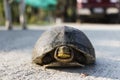 Asian box turtle