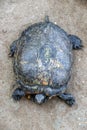 Asian box turtles it is a slow-moving reptile, enclosed in a scaly or leathery domed shell into which.