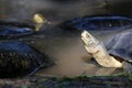 Asian box turtles in the water. it is a slow-moving reptile.