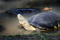 Asian box turtles in the water. it is a slow-moving reptile, enclosed in a scaly or leathery domed shell.