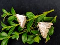 The boxwood moth