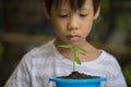 Asian boy look at green sprout in blue pot, look sad Royalty Free Stock Photo