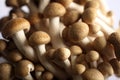 Asian brown beech mushrooms close-up