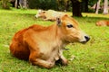 Asian brown cow lay on grass lawn