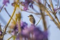Asian Brown Flycatcher and a blurred purple flower foreground Royalty Free Stock Photo
