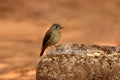 Asian Brown Flycatcher, Muscicapa latirostris, Ganeshgudi, Karnataka,