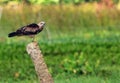 Asian brown kite in Green Field