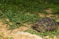 Asian Brown Tortoise