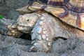 Asian Brown tortoise craws on a sandy surface Royalty Free Stock Photo