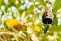 Asian Buddhism bronze antique bell with green leaves background Royalty Free Stock Photo