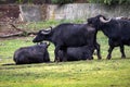 Asian buffalo, Bubalus bubalis, is a good helper in agriculture