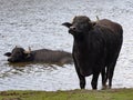 The Asian Buffalo, Bubalus Bubalis, likes to move in the water