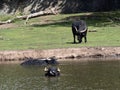 The Asian Buffalo, Bubalus Bubalis, likes to move in the water