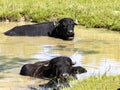 Asian buffalo, Bubalus bubalis, resting and lying in muddy water