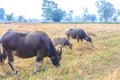 Asian buffalo family Royalty Free Stock Photo