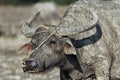 Asian buffalo that farmers used to farm