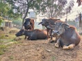 Asian Buffalo`s Lying Down on Ground. Asian Black Bison