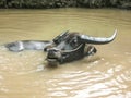 Asian buffalo in the water, Vietnam