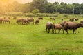 Asian Buffaloes Royalty Free Stock Photo