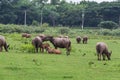 Asian Buffaloes Royalty Free Stock Photo