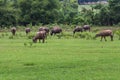 Asian Buffaloes Royalty Free Stock Photo