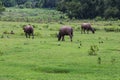 Asian Buffaloes Royalty Free Stock Photo