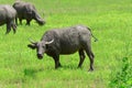 Asian buffalos Bubalus bubalis.