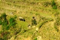 Asian buffalos in a valley with rice fields. Rice multi-tiered beds. Valley of Sapa city, Vietnam Royalty Free Stock Photo