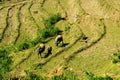 Asian buffalos in a valley with rice fields. Rice multi-tiered beds. Valley of Sapa city, Vietnam Royalty Free Stock Photo