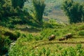 Asian buffalos in a valley with rice fields. Rice multi-tiered beds. Valley of Sapa city, Vietnam