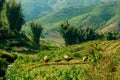 Asian buffalos in a valley with rice fields. Rice multi-tiered beds. Valley of Sapa city, Vietnam Royalty Free Stock Photo