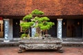 Asian building with traditional bonsai tree in Hanoi, Vietnam Royalty Free Stock Photo