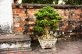 Asian building with traditional bonsai tree in Hanoi, Vietnam Royalty Free Stock Photo