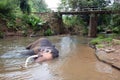 Asian Bull Elephant tusker in the river near bridge in Pinnawala Sri Lanka Royalty Free Stock Photo