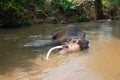 Asian Bull Elephant tusker in the river in Pinnawala Sri Lanka