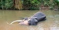 Asian Bull Elephant tusker in the river in Pinnawala Sri Lanka